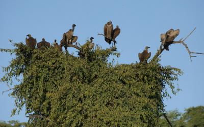 Botswana | Chobe NP