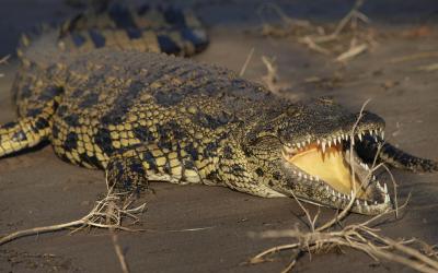 Botswana | Chobe NP