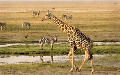 Botswana | Chobe NP