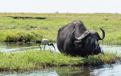 Botswana | Delta Okavanga