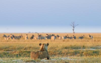 Zimbabwe | Hwange NP