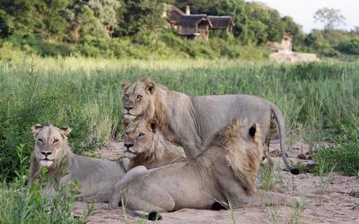 Kruger NP