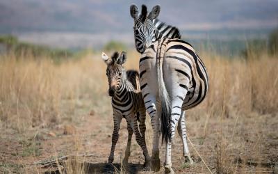 JAR | Kruger National Park