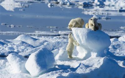 Špicbergy |  Ice Bear