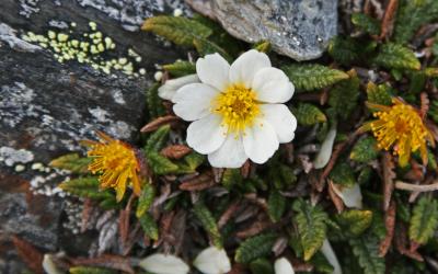 Špicbergy | Špicberská flora