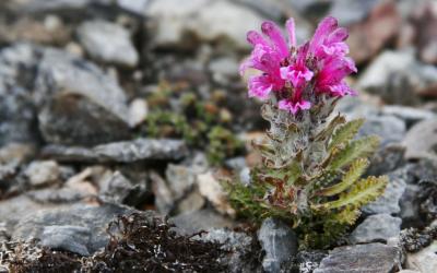 Špicbergy | Špicberská flora