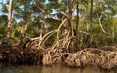 Los Haitises | Los Haitises