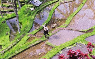 Bali rýžové terasy