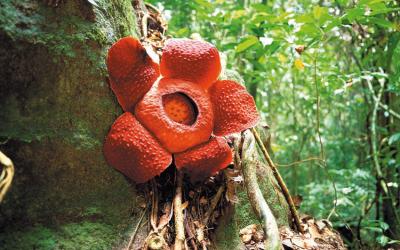 Rafflesia