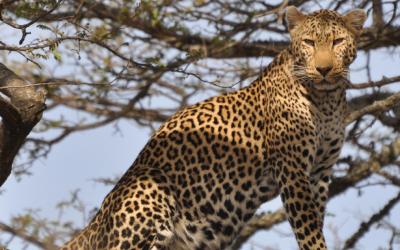 Srí Lanka | Yala National Park