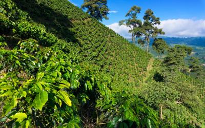 coffee region |  Kolumbie 
