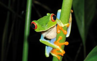 Nikaragua | Frog