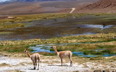 Bolívia | Lama