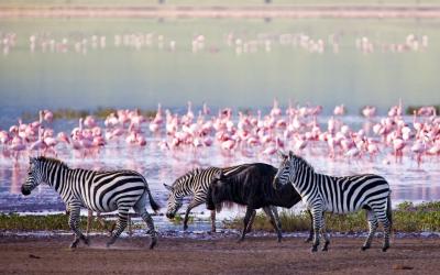 Keňa | Lake Nakuru