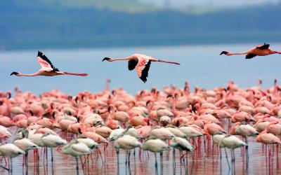 Keňa | NP Lake Nakuru