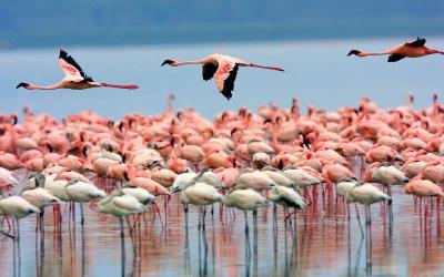 Lake Nakuru NP | Keňa