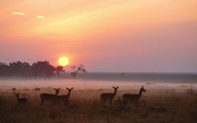 Masai Mara NP | Keňa