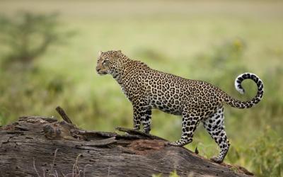 Tanzania | Serengeti NP