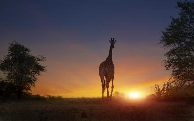 Tanzania | Serengeti NP