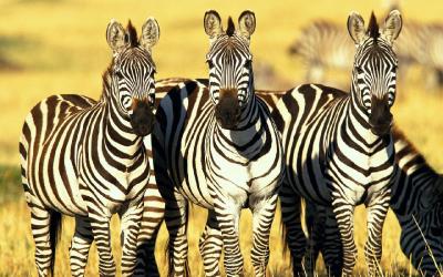 Keňa | Masai Mara NP