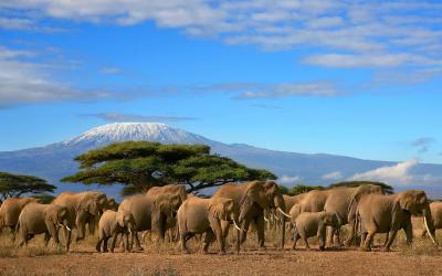 Amboseli | Kilimanjaro