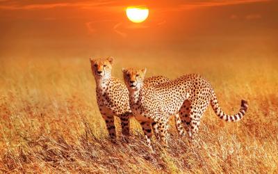 Keňa | Masai Mara NP