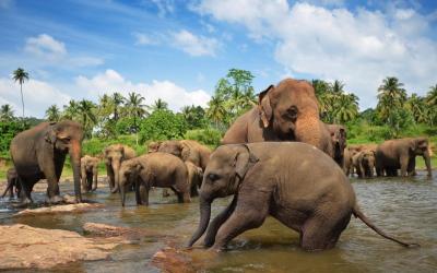Srí Lanka | Yala National Park