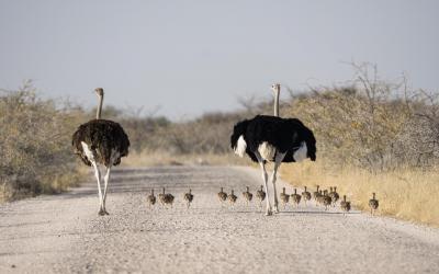 Namibie | Etosha National Park