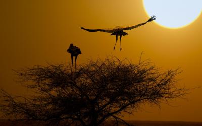 Namibie | Etosha National Park