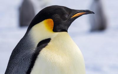 Jeho Veličenstvo tučňák císařský