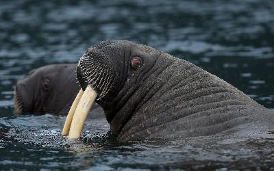 Odobenus rosmarus, neboli mořský kůň chodící po zubech, jak zní původní latinský název mrože