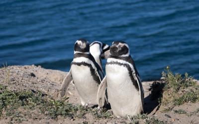 Argentína | Punta Tombo