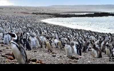 Argentína | Punta Tombo