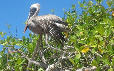 1024px-(Pelecanus_occidentalis)_Tortuga_Bay_on_the_Island_of_Santa_Cruz,_Galápagos