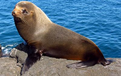 1280px-Galapagos_Fur_Seal,_Santiago_Island