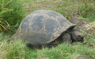 1280px-Gigantic_Turtle_on_the_Island_of_Santa_Cruz_in_the_Galapagos