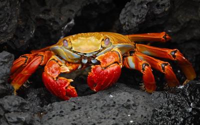 1280px-Grapsus_grapsus_Galapagos_Islands