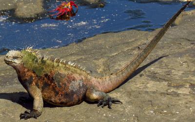 1280px-Marine_Iguana_(A._c._mertensi),_Santiago_Island,_Ecuador