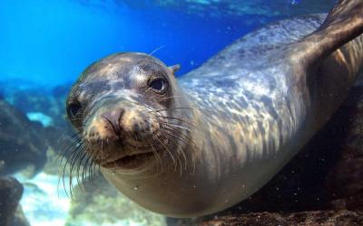 10-Classic-Galapagos-The-Natural-Habitat-Experience