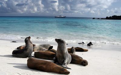 sea-lion-galapagos-island