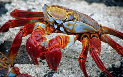 crab-298346_1920