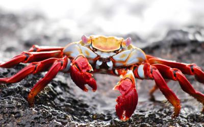 crab-2113968_1920