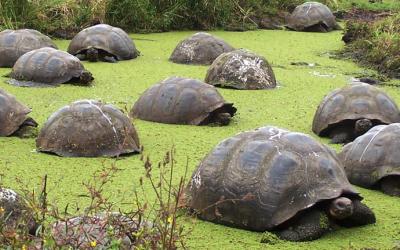 Galapágy