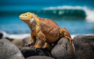 iguana-3500924_1920