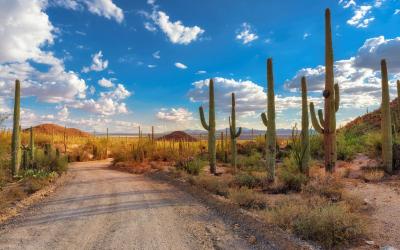 USA | Saguaro NP