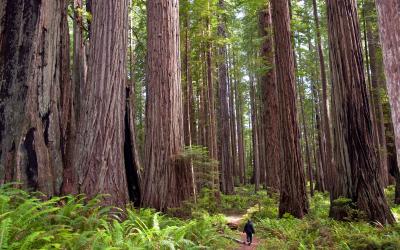 USA | Redwood NP