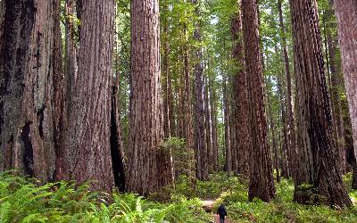 USA | Redwood NP