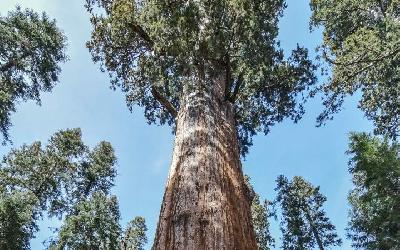 USA | Sequoia NP_General Sherman Tree