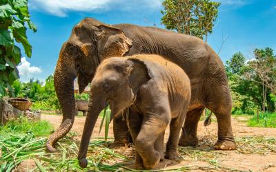 Thajsko | Chiang Mai_Elephant