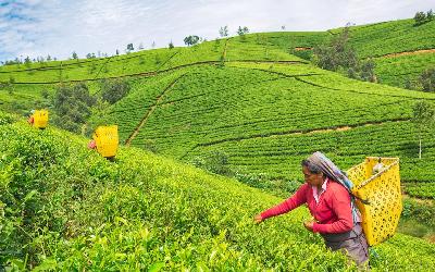 Srí Lanka | Nuwara Eliya